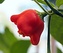 Chilli semínka Bishop's Crown 10ks