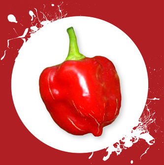 Chilli semena Habanero Red 10ks