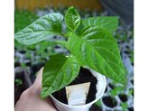Semínka Chilli papriček Aji de Machu Picchu 10 ks