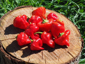 Semena chilli Jamaican Red 10 ks