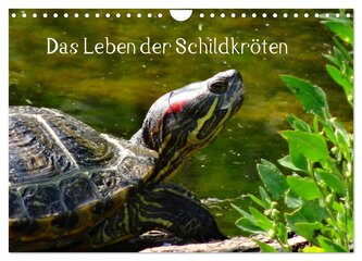 Das Leben der Schildkröten (Wandkalender 2025 DIN A4 quer), CALVENDO Monatskalender