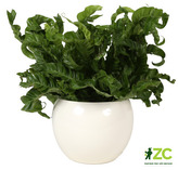 Obal 510 Panna 18 cm