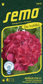 Pelargonie páskatá - Eva F1 11s