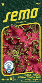 Koleus (Africká kopřiva) - Colocha Rose 40p