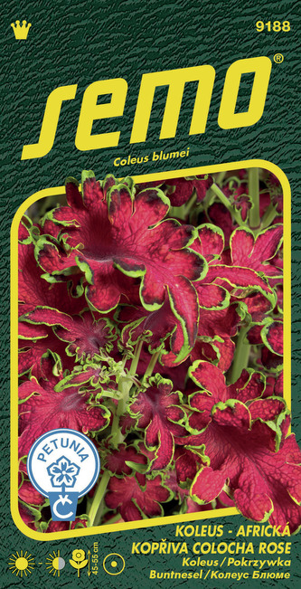Koleus (Africká kopřiva) - Colocha Rose 40p