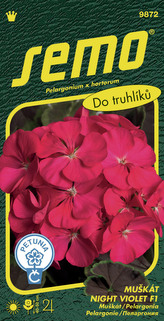 Pelargonie páskatá - Night Violet F1 11s