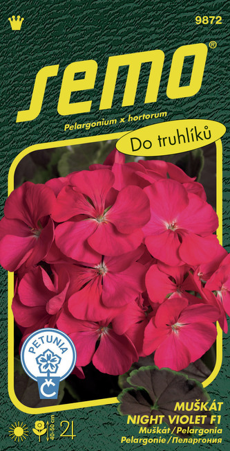 Pelargonie páskatá - Night Violet F1 11s