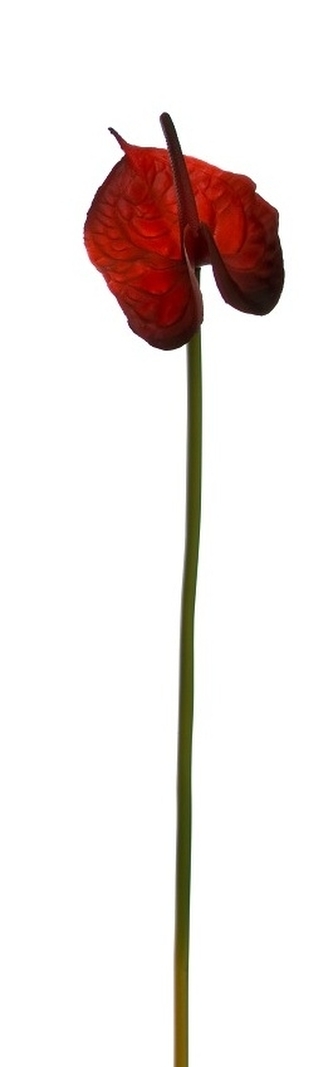 Umělá květina Anturie 62 cm, bordó