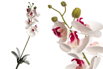Umělá orchidej 95 cm, bílá s tmavě růžovou