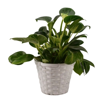 proutěný koš bílý výška 14,5 cm