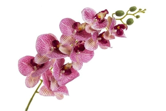 Orchidej Phalaenopsis 95 cm, růžový