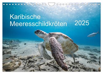 Karibische Meeresschildkröten (Wandkalender 2025 DIN A4 quer), CALVENDO Monatskalender