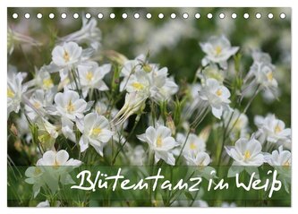 Blütentanz in Weiß (Tischkalender 2025 DIN A5 quer), CALVENDO Monatskalender Blütentanz in Weiß (Tischkalender 2025 DIN A5 quer), CALVENDO Monatskalender
