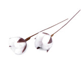 Umělý květ bavlníku - 8 ks - 2 (16 cm) bílá