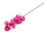 Umělá orchidej dlouhá - 1 ks - 7 fialovorůžová