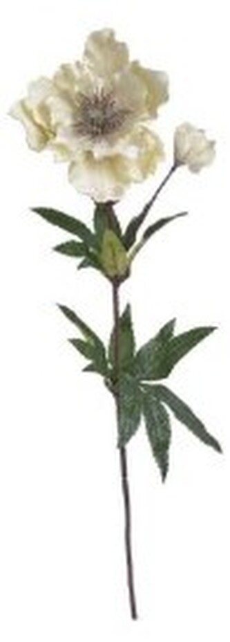 Kwiaty naturalne - ciemiernik welwetowy 62cm kremowy, Pentart