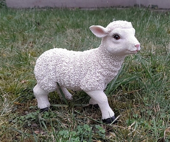 Ovce stojící velká