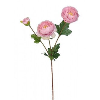 Ranunculus   110-0066/PK