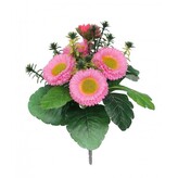 Bellis  110-0037/PK