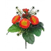 Bellis  110-0037/OR