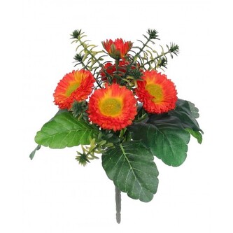 Bellis  110-0037/OR