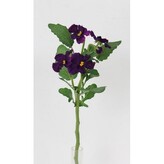 Maceška purple  100-0150