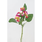 Maceška lavender  100-0149