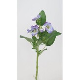 Maceška modrá  100-0151