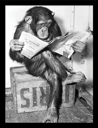 Obraz na zeď - Ada Ingram - Chimp News, 34.3 x 44.5 cm