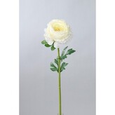 Ranunculus   110-0060/CR