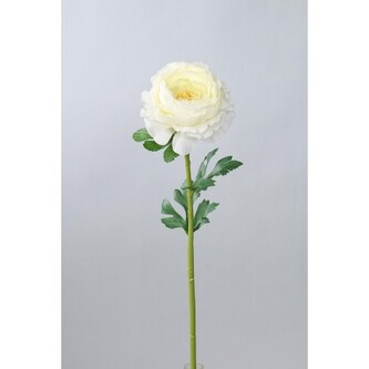 Ranunculus   110-0060/CR