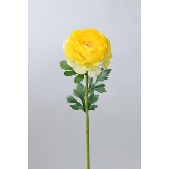 Ranunculus   110-0060/YE