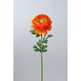Ranunculus   110-0060/OR