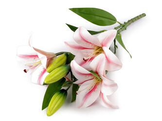 Umělá kytice lilie - 1 ks - 2 růžová