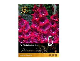 Gladiola velkokvětá LUMIERE 10ks