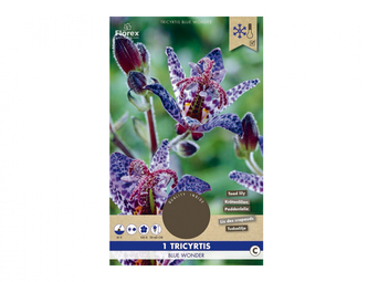 Tricyrtis BLUE WONDER 1ks