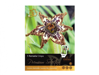Ferraria Crispa 1ks Ferraria Crispa 1ks
