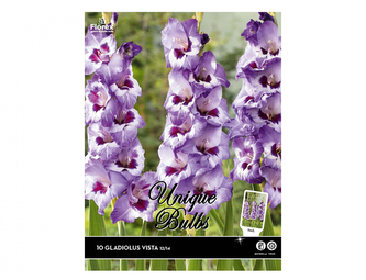 Gladiola velkokvětá VISTA 10ks