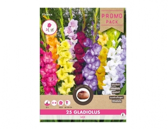 Směs PROMO Gladioly velkokvěté SELECT 25ks