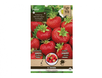 Jahodník OSTARA 5ks