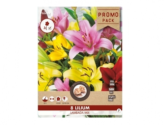 Směs PROMO Lilie, asijské hybridy LAMBADA 8ks