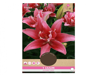 Lilie, asijské hybridy DOUBLE LADY 1ks