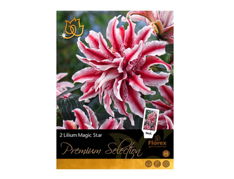 Lilie, asijské hybridy MAGIC STAR 2ks