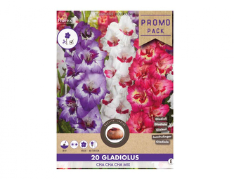 Směs PROMO Gladioly velkokvěté CHA CHA CHA 20ks