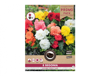 Směs PROMO Begónie velkokvěté 8ks
