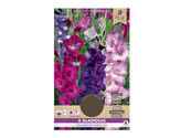 Gladiola velkokvětá PURPLE 8ks