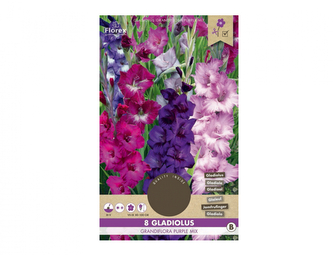 Gladiola velkokvětá PURPLE 8ks