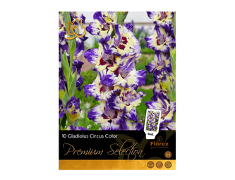 Gladiola velkokvětá CIRCUS COLOR 10ks