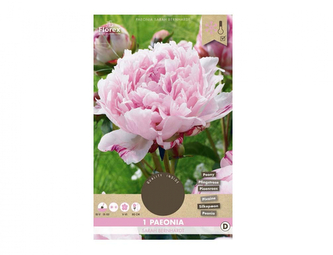 Pivoňka SARAH BERNHARDT 1ks