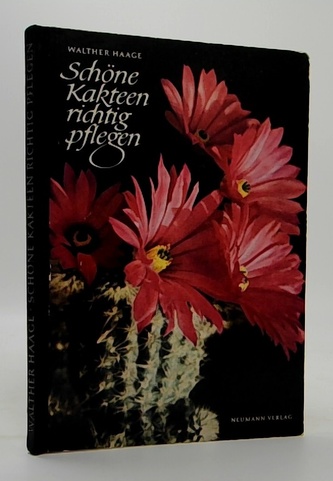 Schöne Kakteen richtig pflegen